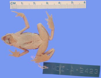 Media type: image; Herpetology A-2423